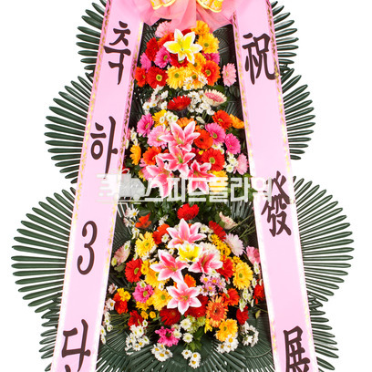 축하3단 (강원.제주.군지역 제외)