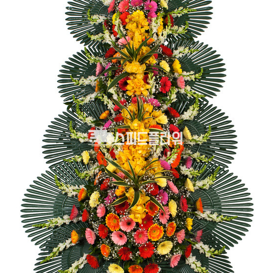 축하4단 (특)