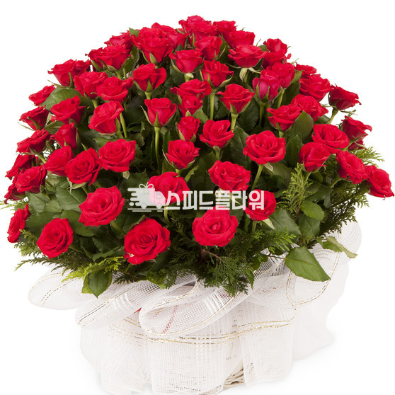 100송이 빨간장미100송이