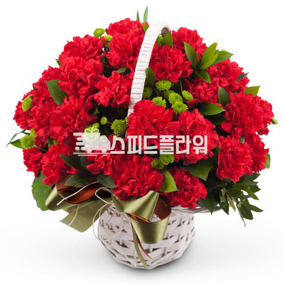 카네이션 사랑