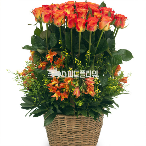 오렌지 마말레이드 2
