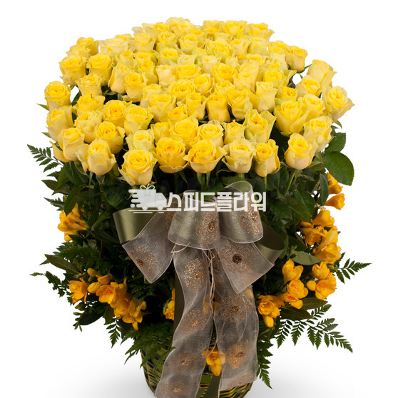 노랑장미100송이