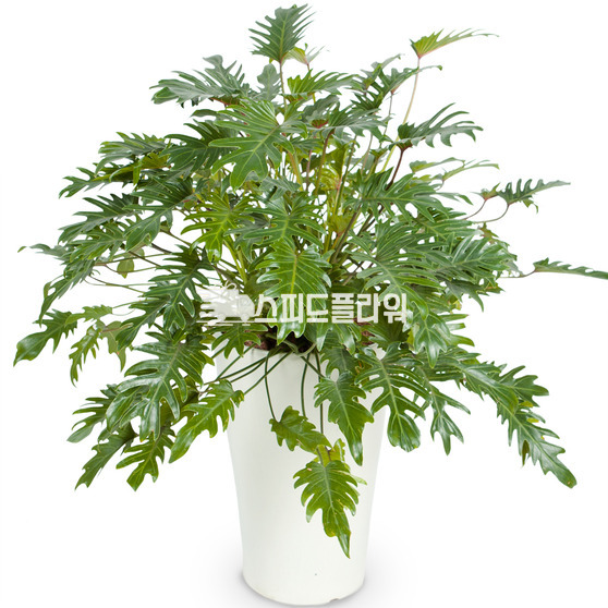 셀렘