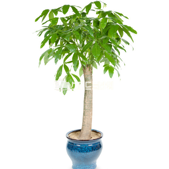 사기화분파키라 552h
