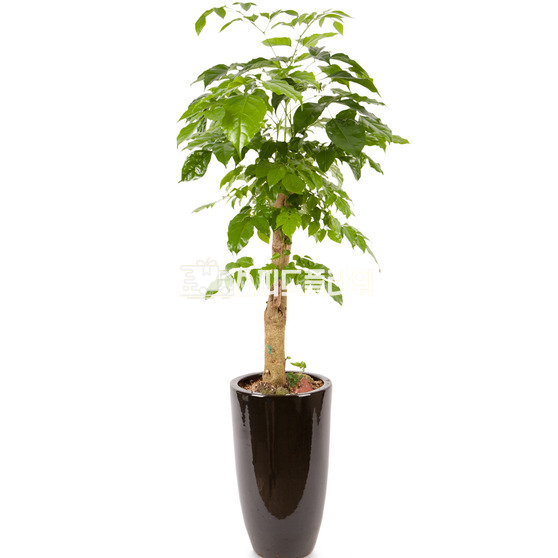 녹보수