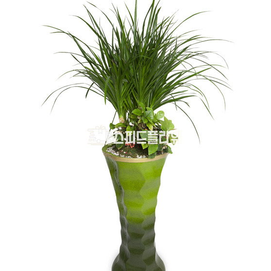 드라고