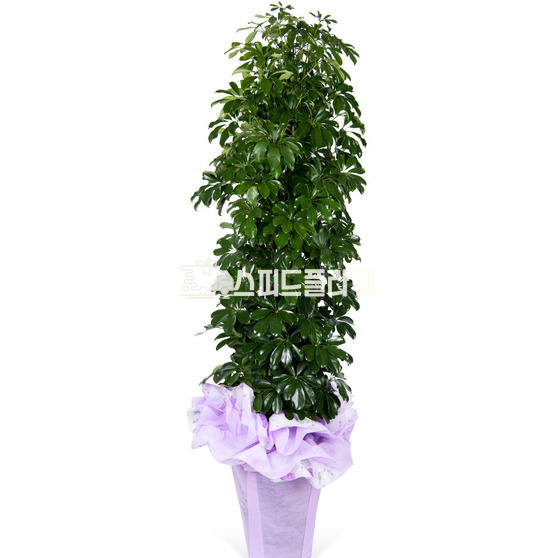 홍콩야자