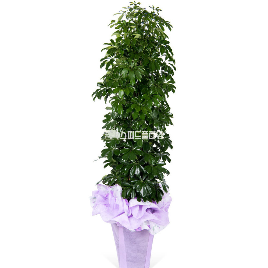상세이미지
