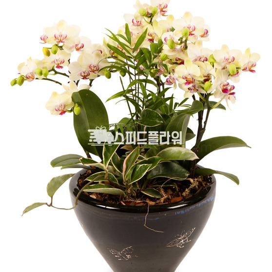 미니호접란