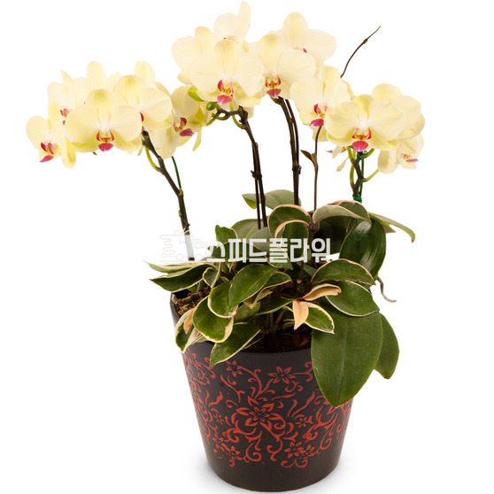 포춘2
