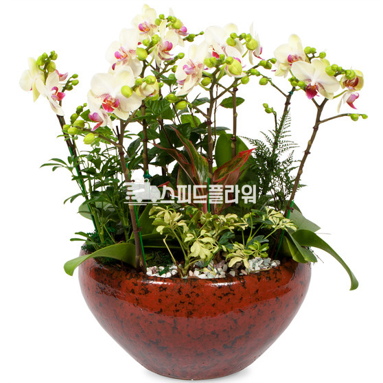 혼합미니호접란