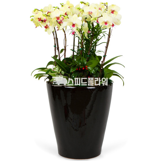 호접란 특대