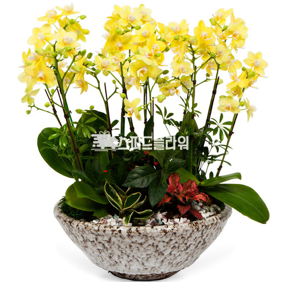 서양란9-호접