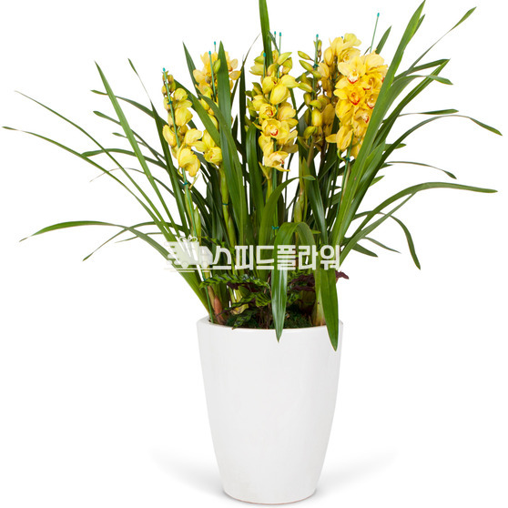심비디움A(겨울상품)