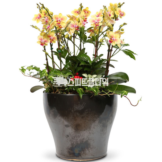 호접란f6005