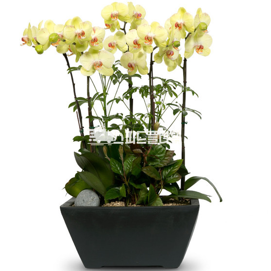 호접란f6007