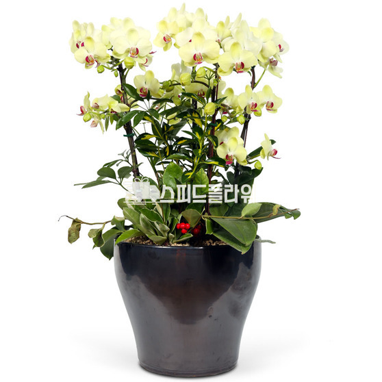 포춘옐로우