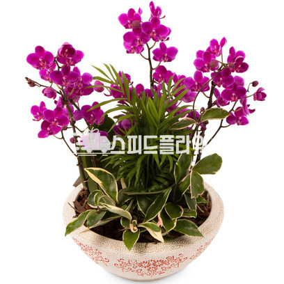미니호접 공기정화식물