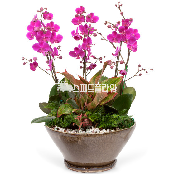만천홍A