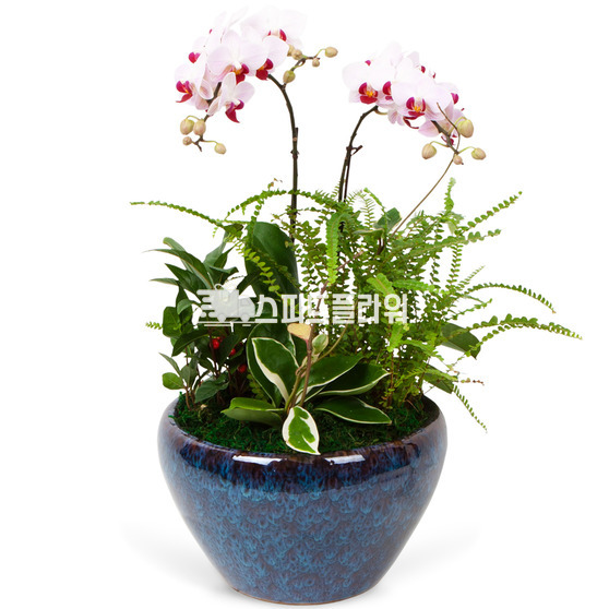 서양란20