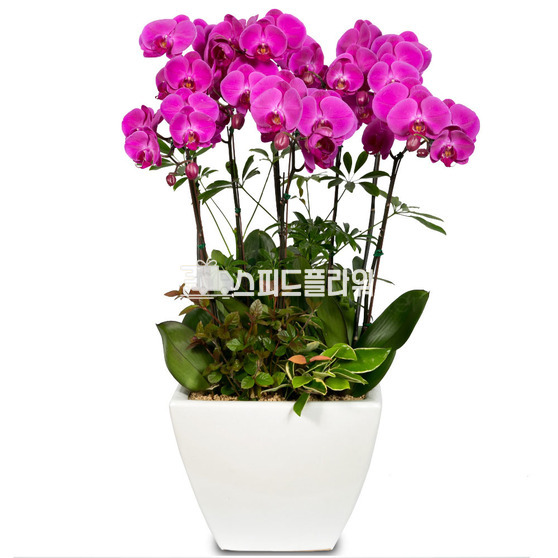 진핑크호접란(VIP)