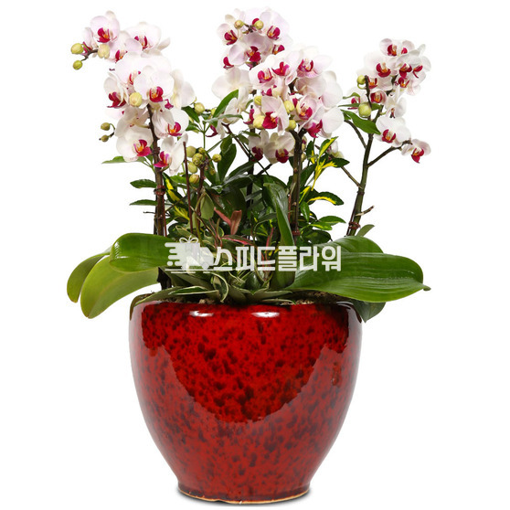 화이트호접란