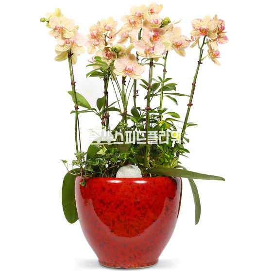 호접란(서양란)