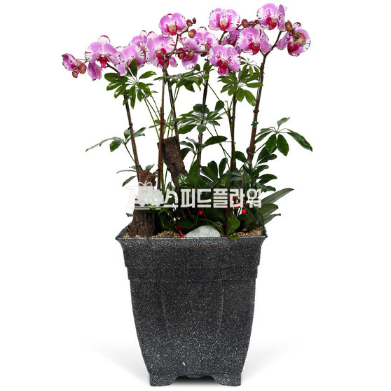 호접란f6033