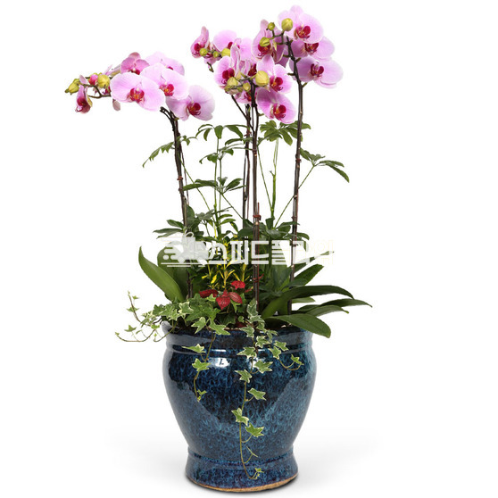 ★연핑크호접1호★