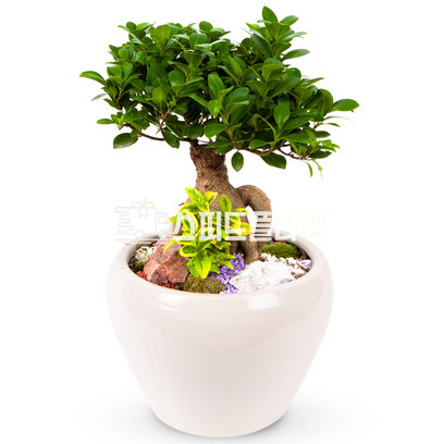팬더분재