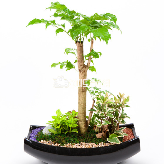 녹보수 (소)