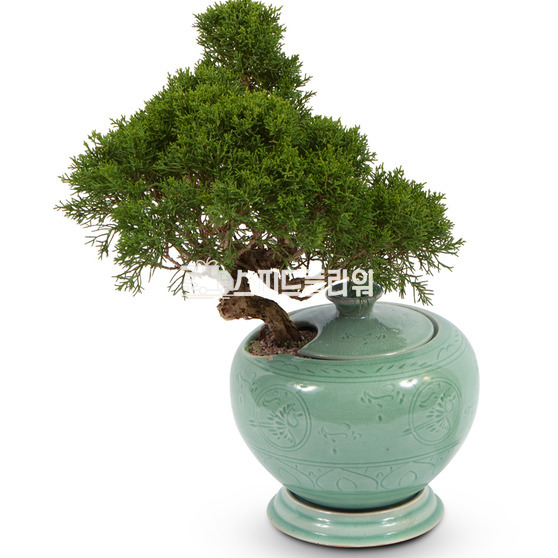 청자분진백분재