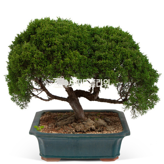 진백분재 759v