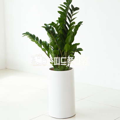 금전수