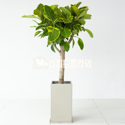 뱅갈고무나무(사각분)