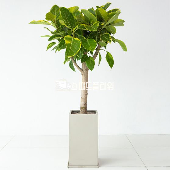 뱅갈고무나무(사각분)