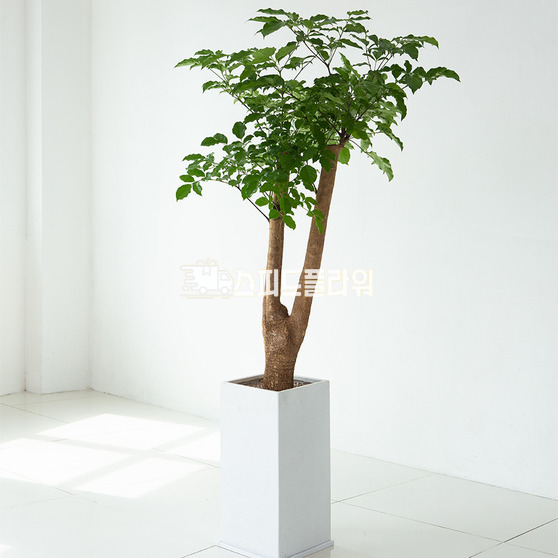 해피트리(사각분)