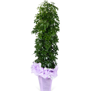 홍콩야자